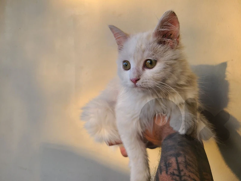 Fluffy white kitten