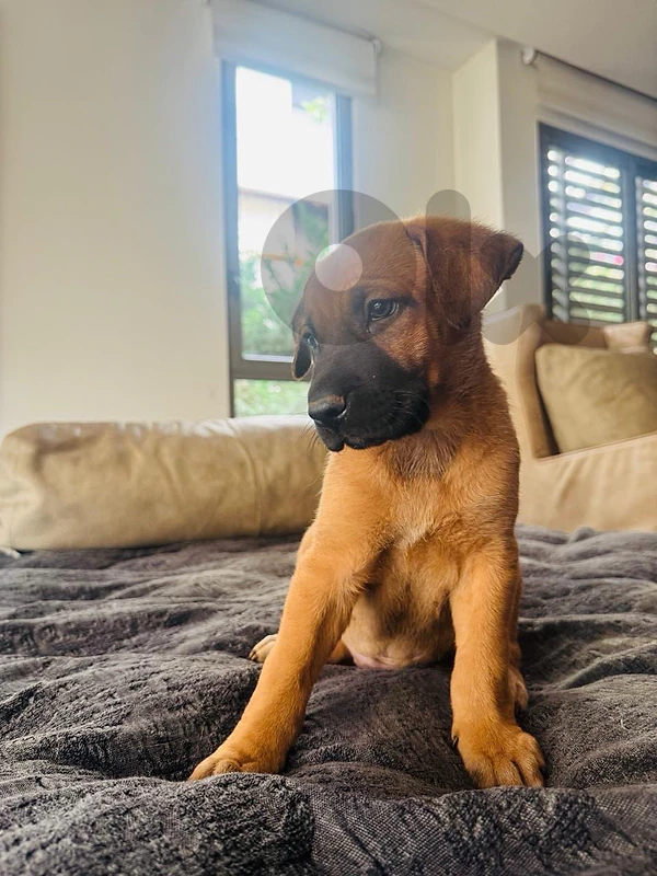 Malinois x German Shepherd 10 weeks old puppy