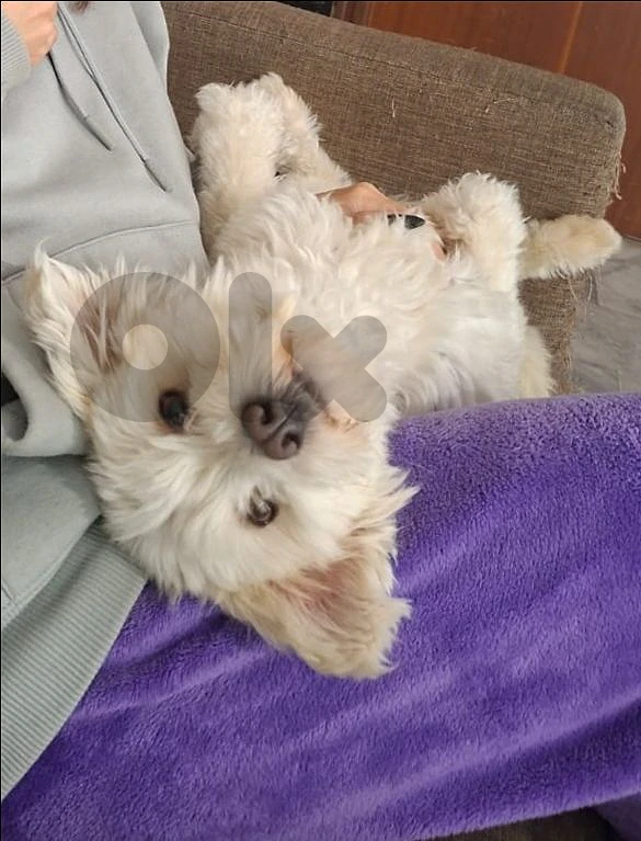 bichon