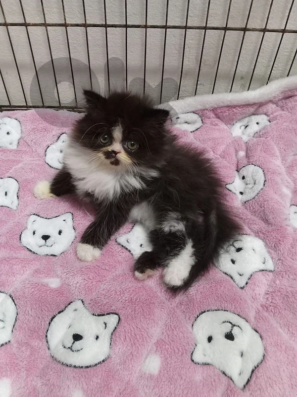 persian