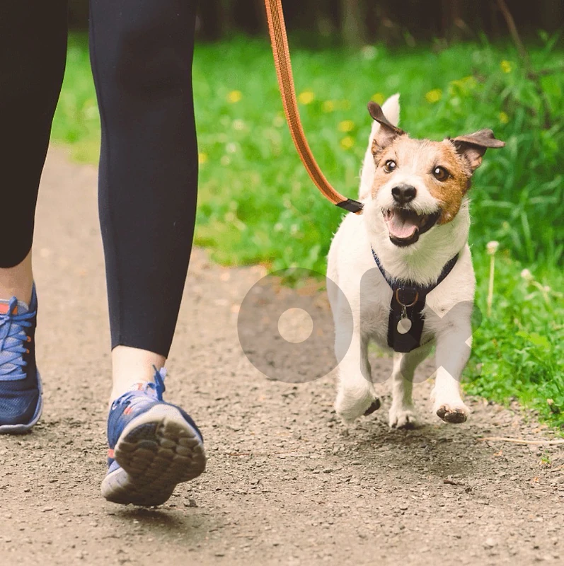 dog walking