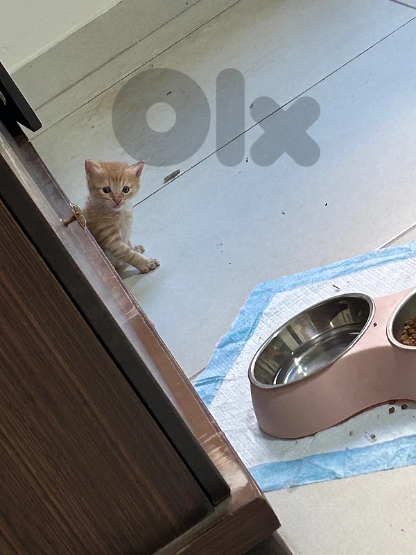 Long-Haired Orange Tabby
