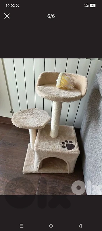 cat accessories