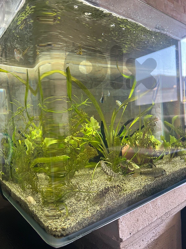 Aquarium FOR  SALE 76797391
