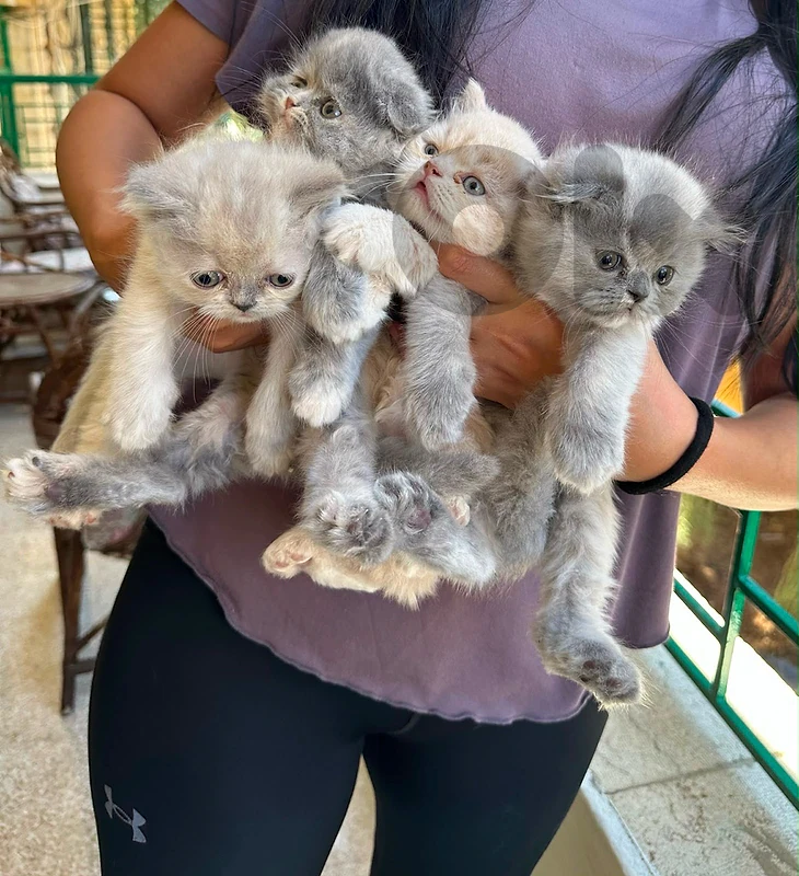 scottish  kitten whtsp  70485808
