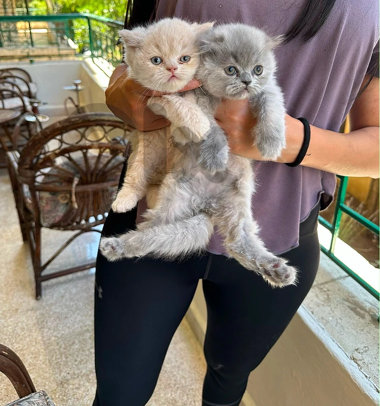 scottish  kitten whtsp  70485808