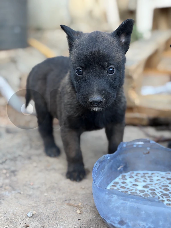 mallinios puppies