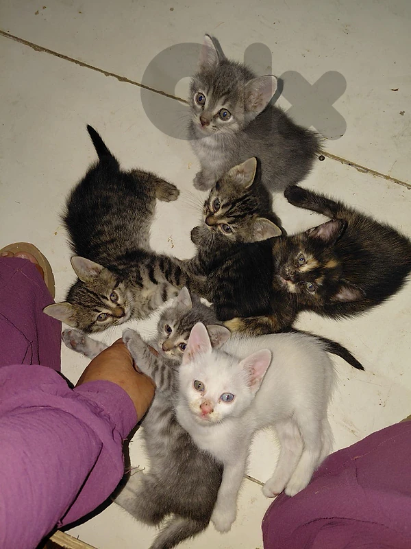 cats(kitten) for adoption for free
