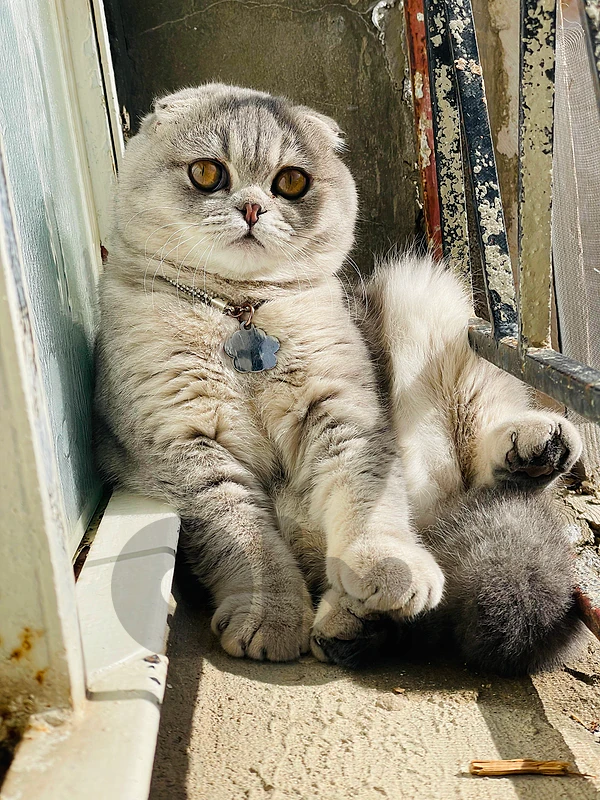 scottish fold golden chanchilla
