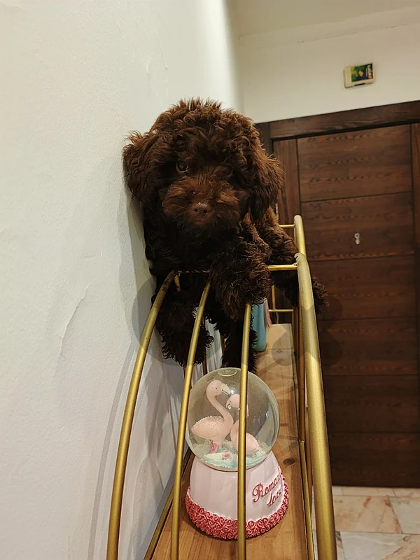 poodle toy 3 months vaccine putty trained in pads