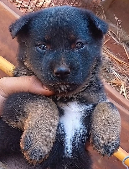 German Shepherd Malinois [Male]