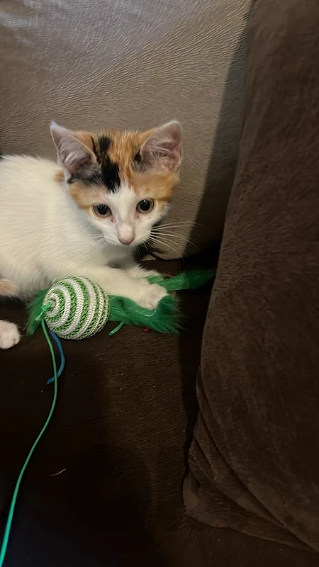 2 kitten for free adoption