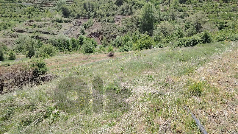 5,000 SQM Agricultural Land for Sale | Irrigated Orchard | $80/SQM |