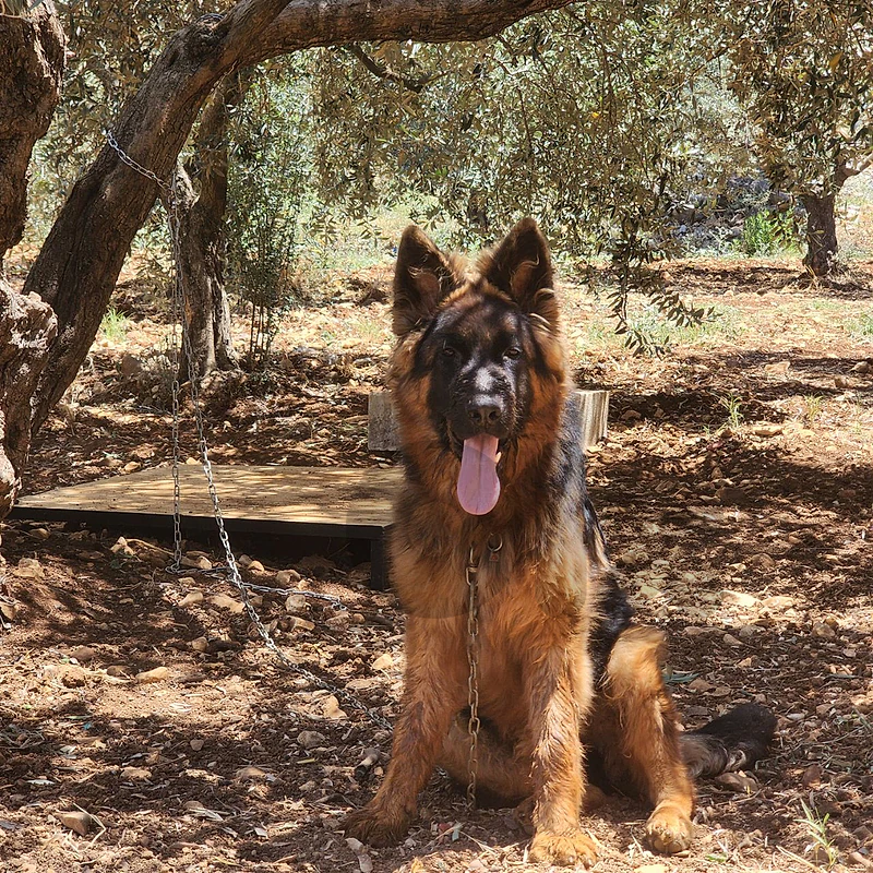 german shepherd show line long hair top , mdarrab w ma3 pedigre german shepherd show line long hair top , mdarrab w ma3 pedigre