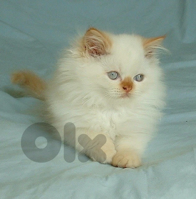 Fluffiest Himalayan Flamepoint kitten pure breed