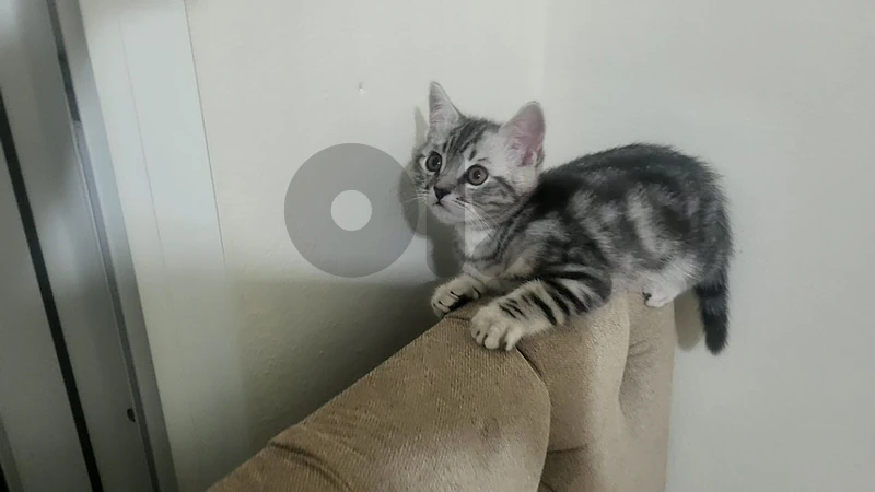 male kitten