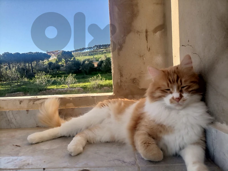Ginger cat for adoption