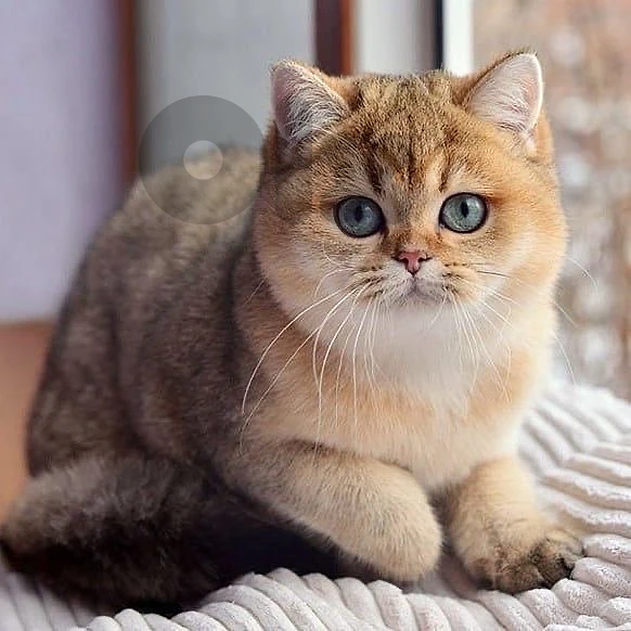 british gold chanchilla
