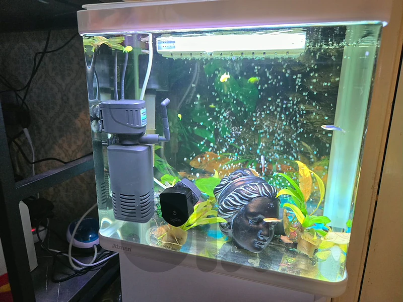 fish and aquariums