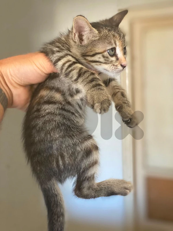 سبتيه