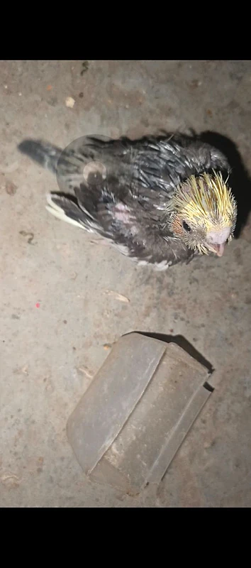 فراخ كروان تزقيم