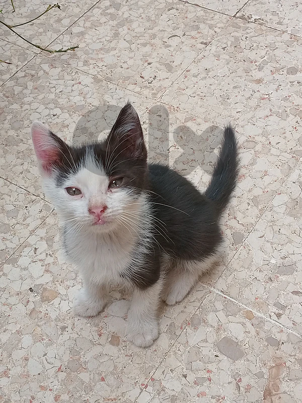 kitten for adoption 3 months