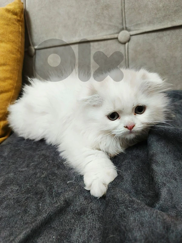 2 cat helwin kitir