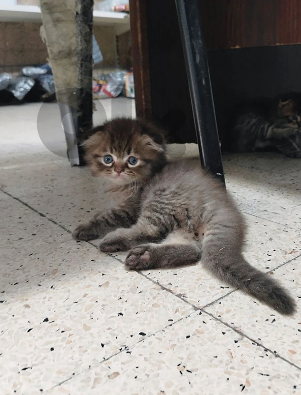 scotsh fold  kittens are available