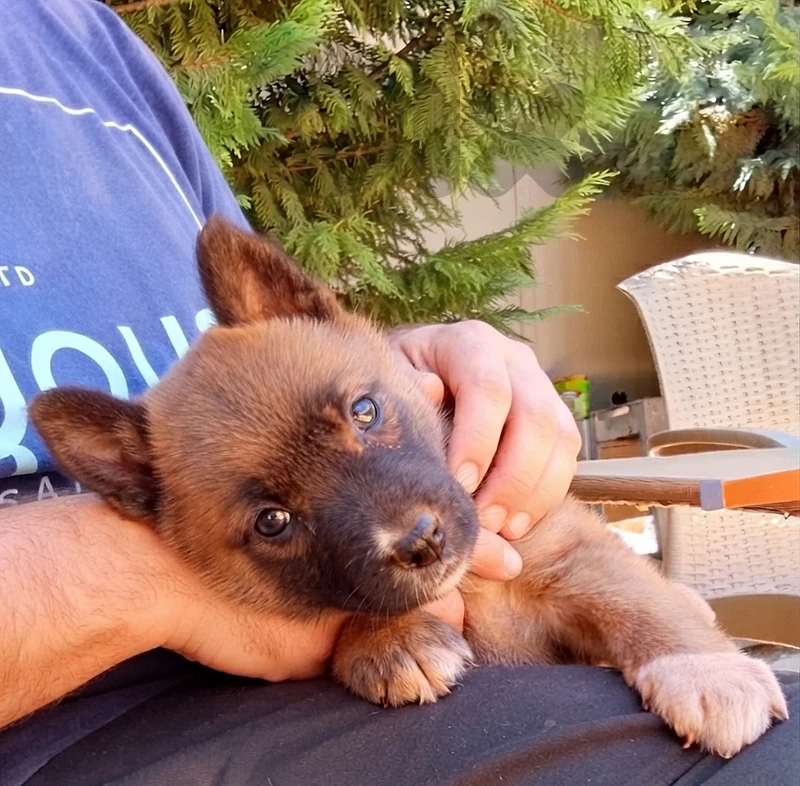 Malinois & German Shepherd [Female] 38 days