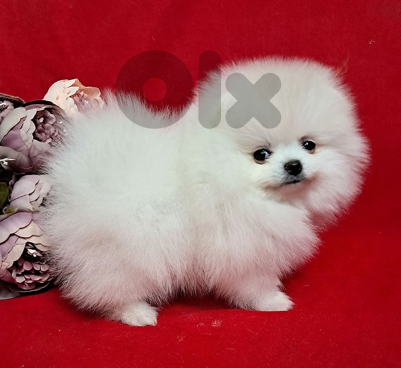 Pomeranian male and female toy face teacup 400g 54days 70993656