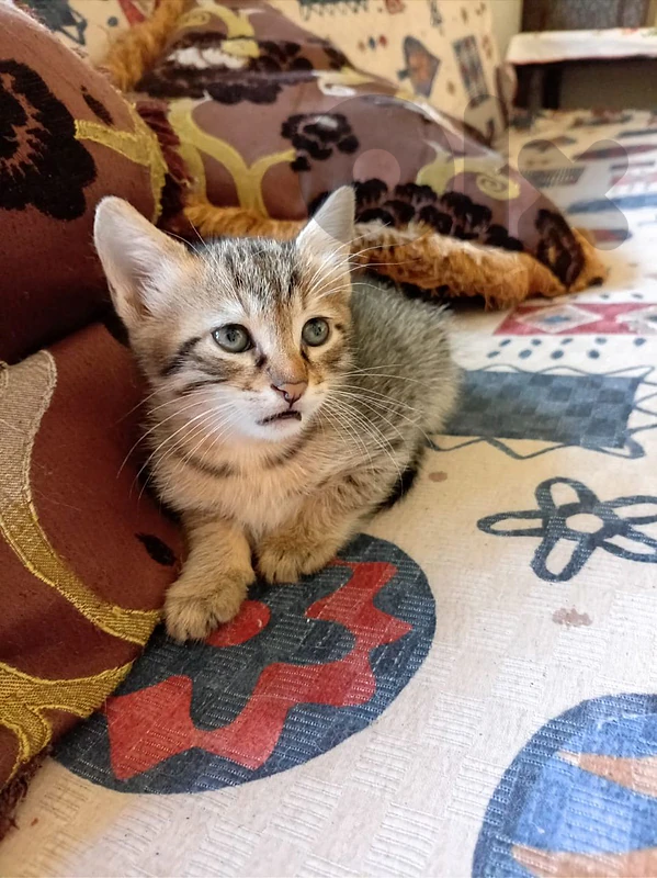 kitten for adoption