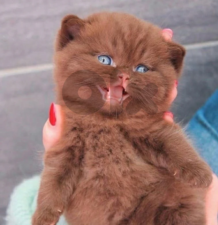 Chocolate brown british kitten