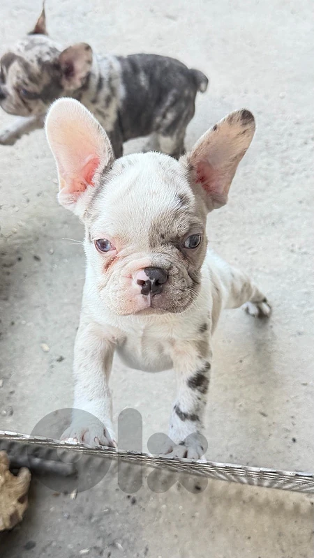 French bulldog