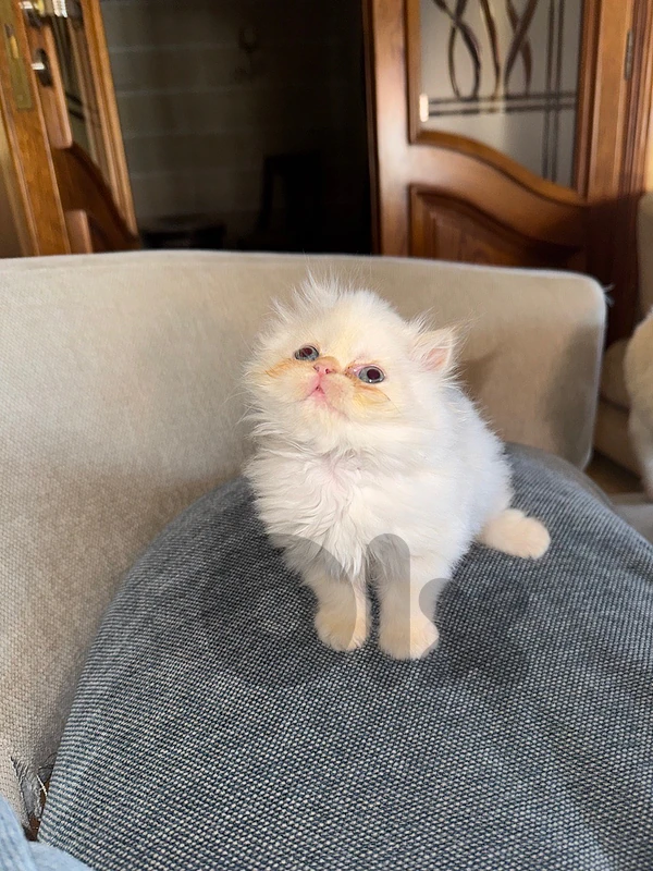 Pure Himalayan Peke Face Kitten