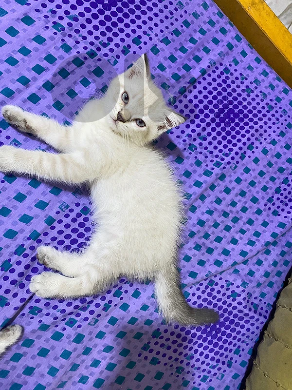 mix  britich himallian male kitten
