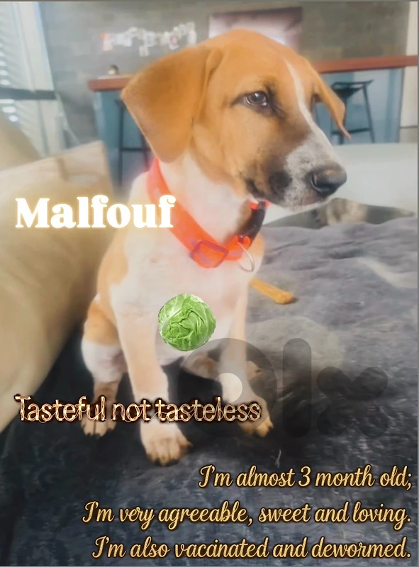 Mixed English hound for Adoption