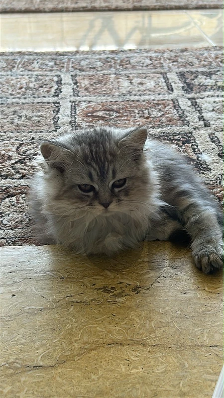 mixed (himalayan + british ) male kittens