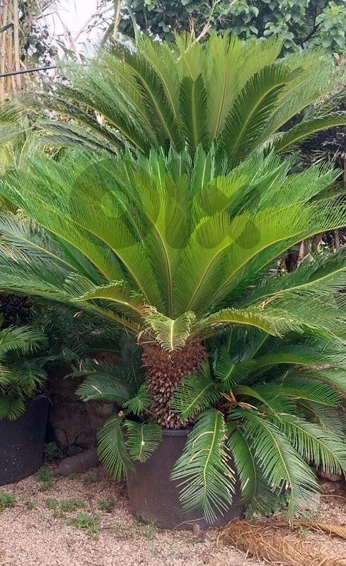 cycas 1,8m نخيل سيكاس مميزة جزعين طول ١،٨ م