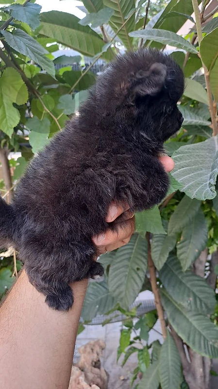 pomeranian black puppy