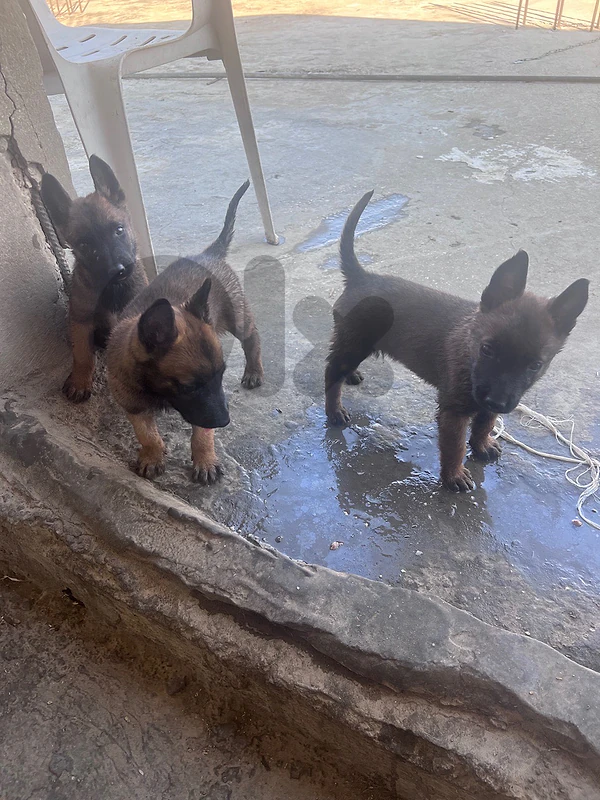 ٣ جراوي مالينوا دكارا للبيع malinois
