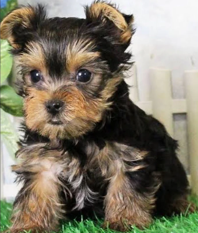 yorkshire terrier