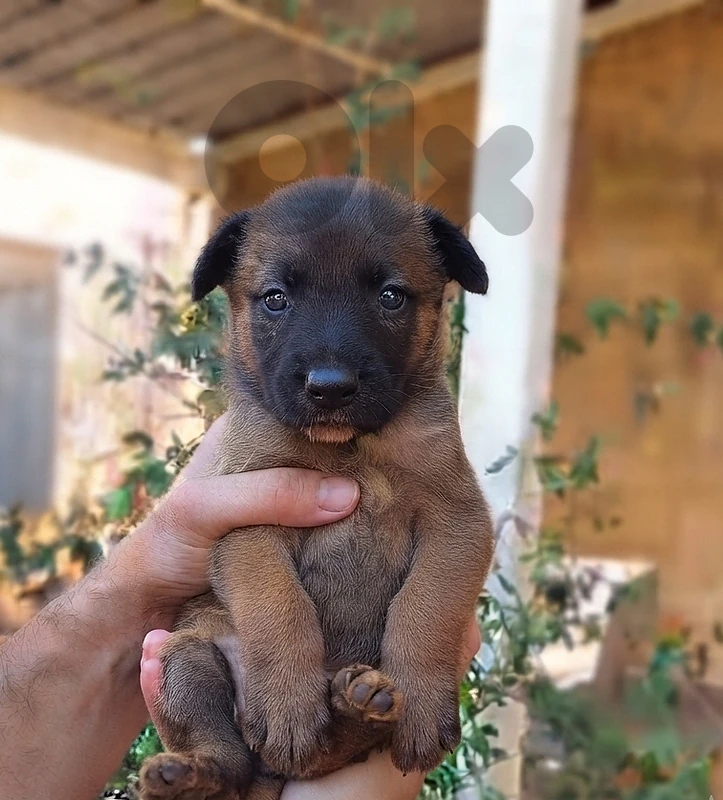German x Malinois Work Line Sable Puppy