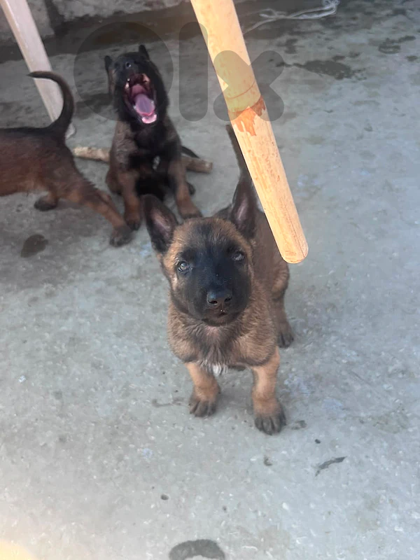 3 جراوي مالينوا دكارا للبيع malinois