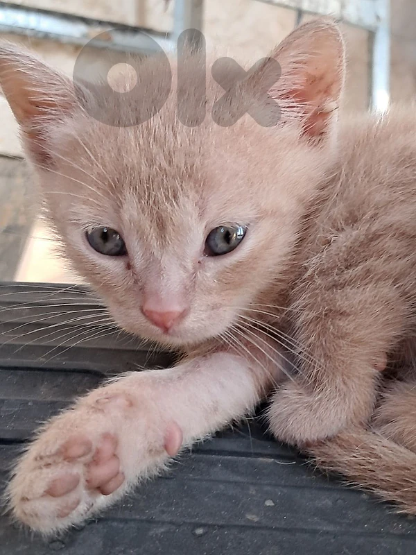 adorable kitten