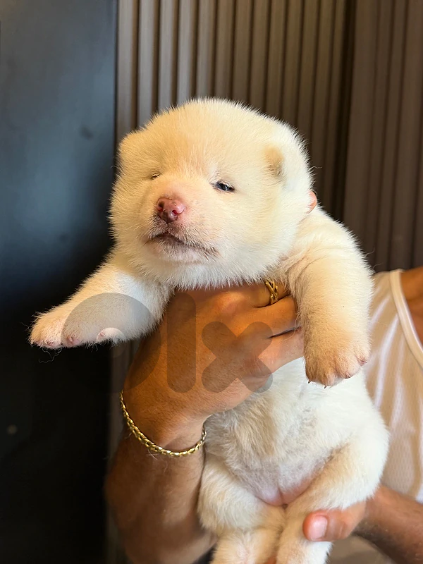 beautiful japanese akita