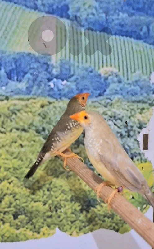 finches exotic