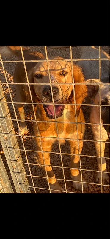 male for adoption
