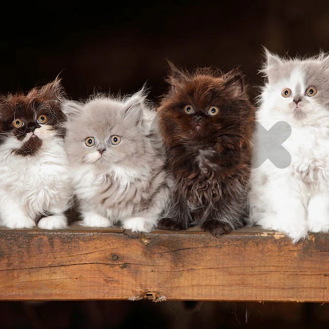 kitten persian pure