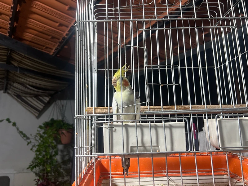 crown bird