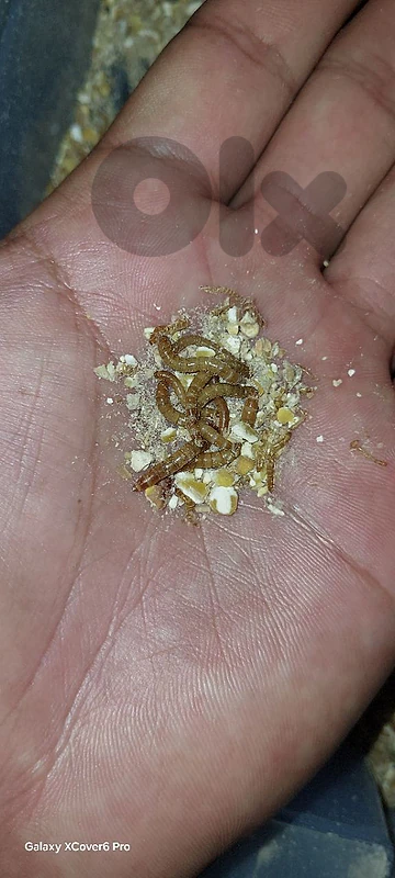 mealworm